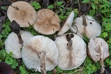 Melanoleuca melaleuca image
