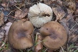 Melanoleuca melaleuca image