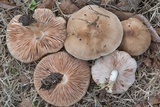 Pluteus petasatus image