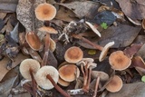 Gymnopus spongiosus image