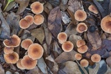 Gymnopus spongiosus image
