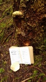 Fomitopsis mounceae image