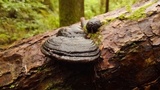 Fomitopsis mounceae image