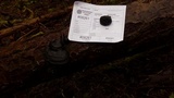 Fomitopsis mounceae image