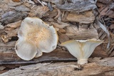 Pleurotus dryinus image