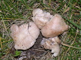 Clitocybe sclerotoidea image
