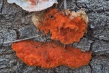 Earliella scabrosa image