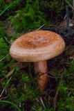 Lactarius salmonicolor image