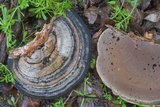 Fomes fasciatus image