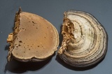 Fomes fasciatus image