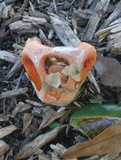 Clathrus columnatus image