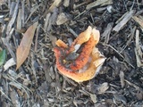 Clathrus columnatus image