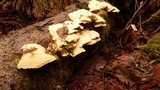 Oxyporus corticola image