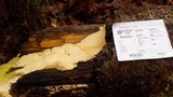 Oxyporus corticola image