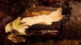 Oxyporus corticola image