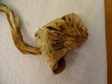 Inocybe sororia image