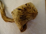 Inocybe sororia image