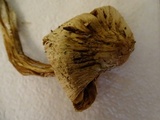 Inocybe sororia image