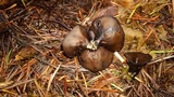 Pseudoplectania vogesiaca image
