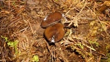 Pseudoplectania vogesiaca image