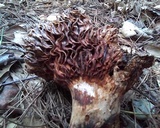 Russula densifolia image