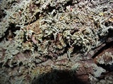 Cladonia bellidiflora image
