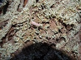 Cladonia bellidiflora image