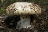Amanita vernicoccora image