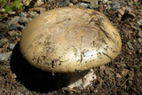 Amanita vernicoccora image