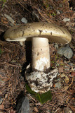 Amanita vernicoccora image