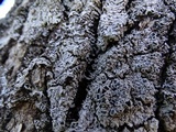 Physcia biziana image