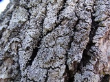 Physcia biziana image