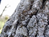 Physcia biziana image