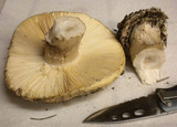 Amanita vernicoccora image