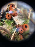 Plectania melastoma image