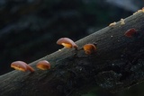 Dacryopinax elegans image