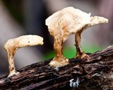 Polyporus leptocephalus image