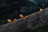 Dacryopinax elegans image