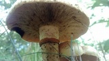 Gymnopilus luteus image