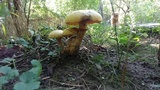 Gymnopilus luteus image