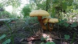 Gymnopilus luteus image