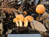 Cuphophyllus pratensis image