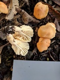 Cuphophyllus pratensis image