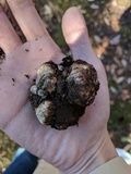 Tuber japonicum image