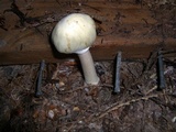 Agaricus diminutivus image