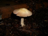 Agaricus diminutivus image