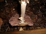 Agaricus diminutivus image
