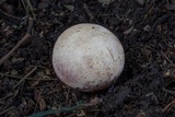 Phallus hadriani image