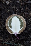 Phallus hadriani image
