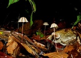 Marasmius griseoradiatus image